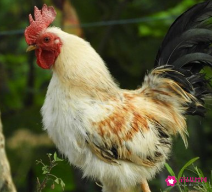 梦见吃鸡屎是什么意思