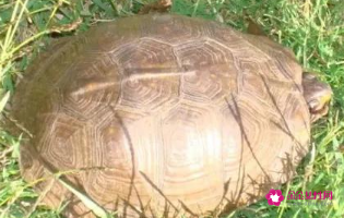 巴西龟死了会遭报应吗