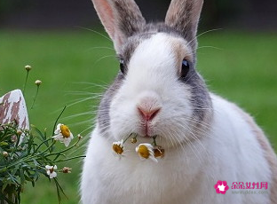 兔年闰二月出生有啥说法