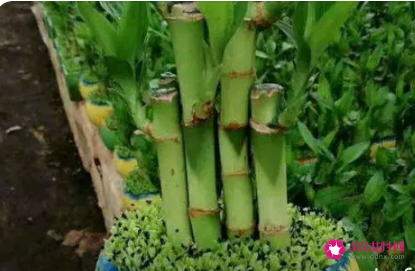 富贵竹用什么土养好