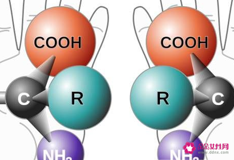 氨基酸的功效与作用有哪些的