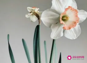 水仙花送人代表意思