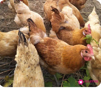 梦见吃鸡屎是什么意思