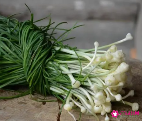 熟葱的功效与作用