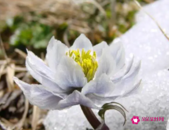 梦见一朵雪莲花开放什么意思