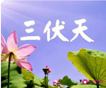 三伏天的节气