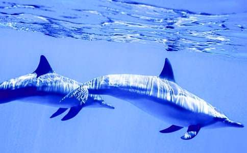 梦见海豚有什么暗示