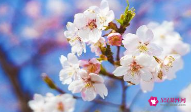 狮子座颜色代表什么意思