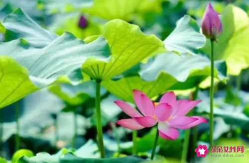 夏季天气好热的说说