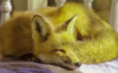 梦到狐狸产崽预示什么