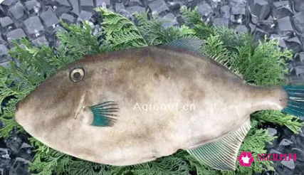 吃马面鱼的好处