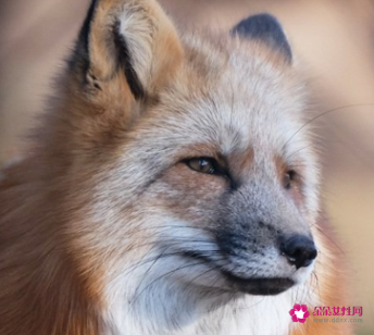 女人梦见狐狸代表什么