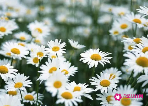 撩人而不自知的星座