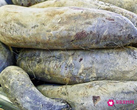 梦见白薯有什么征兆