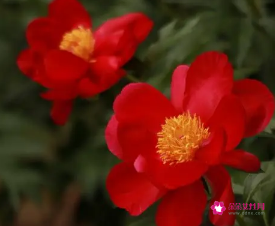 撩人而不自知的星座