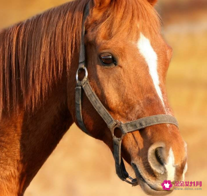 属马人的最佳婚配属相