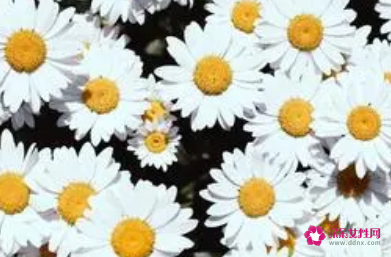 春季油性肌肤控油7妙招