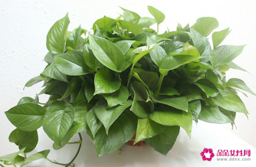 水养绿萝的养护方法