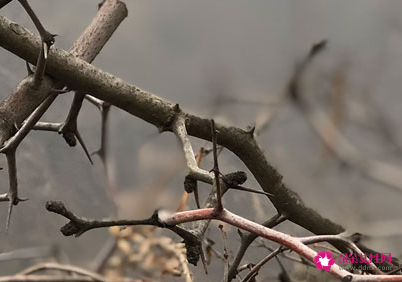 春节前立春有啥讲究