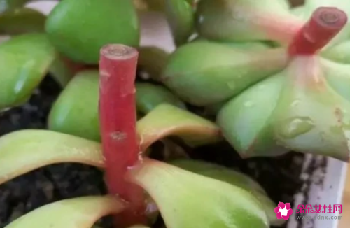 多肉植物怎样嫁接