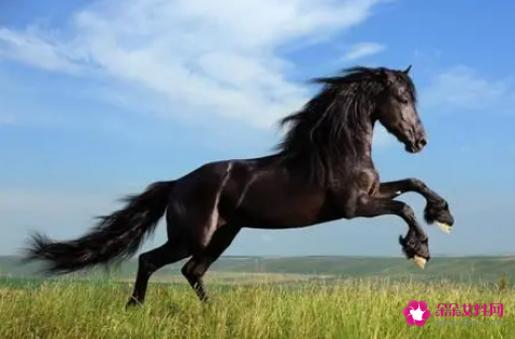 属马人的最佳婚配属相