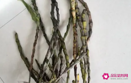 肿节石斛的功效与作用