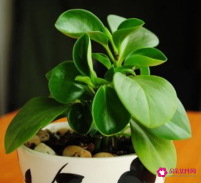 碧玉根部发黑怎么处理