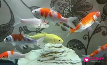 养风水鱼有哪些风水禁忌