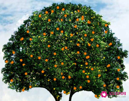 梦见送人桔子的寓意