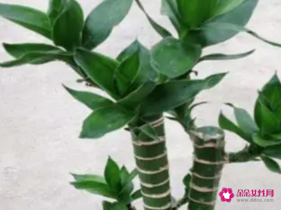 荷花竹叶子发黄如何补救