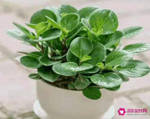 碧玉根部发黑怎么处理