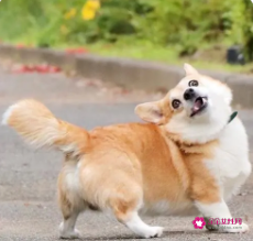 十二生肖谁最不怕死