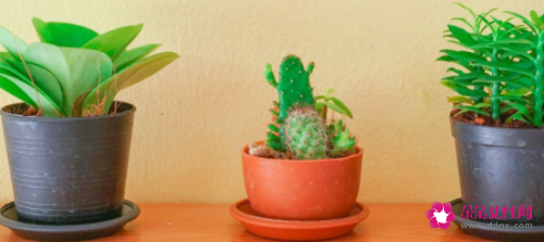 碧玉根部发黑怎么处理