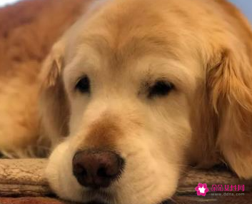 一万只狗里有狂犬病的有几只