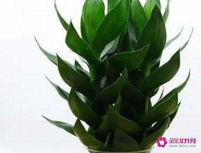 荷花竹叶子发黄如何补救