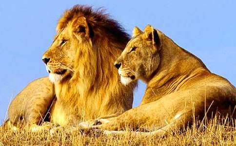 狮子和天秤座的配对指数