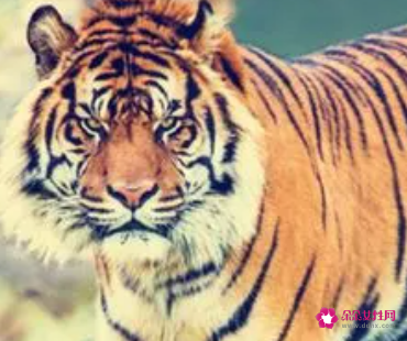 属虎的人起名字