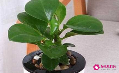 碧玉根部发黑怎么处理