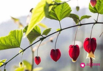 蔓性风铃花如何过冬