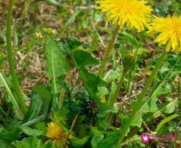 蒲公英根有什么功效和副作用