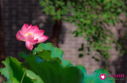 手机摄影技巧知识光线