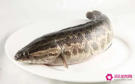 怀孕到底能不能吃黑鱼