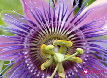 各种鲜花的寓意