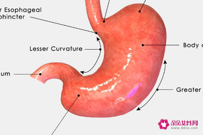 成人肠绞痛排气最有效方法