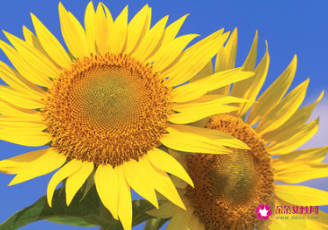 各种鲜花的寓意