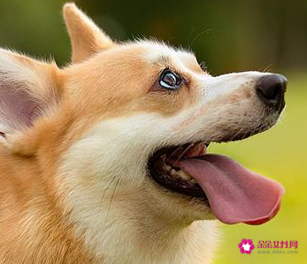 女狗狗的名字带好运