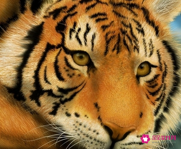 属虎的人起名字