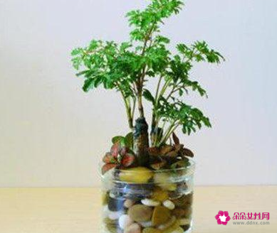 禄桐的风水作用