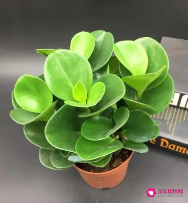 碧玉根部发黑怎么处理