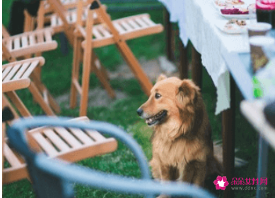 女狗狗的名字带好运